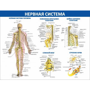 Нервная система